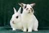 adoptable Rabbit in  named Tewkesbury & Tootsie