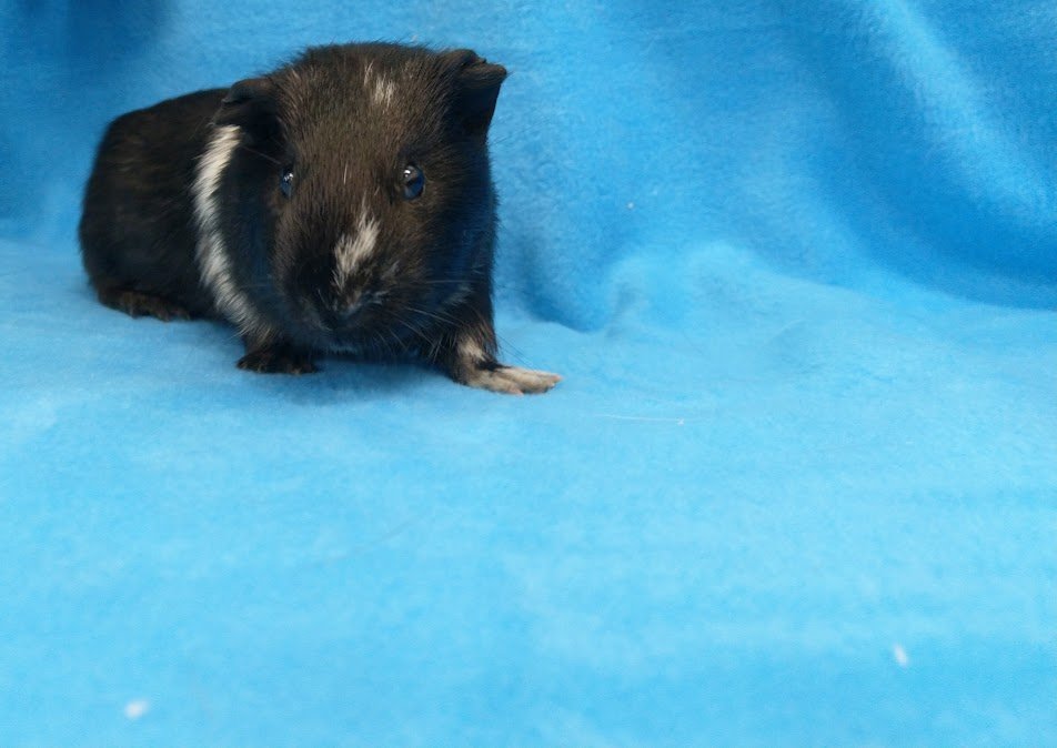 adoptable Guinea Pig in Baton Rouge, LA named Wayne & Lilah