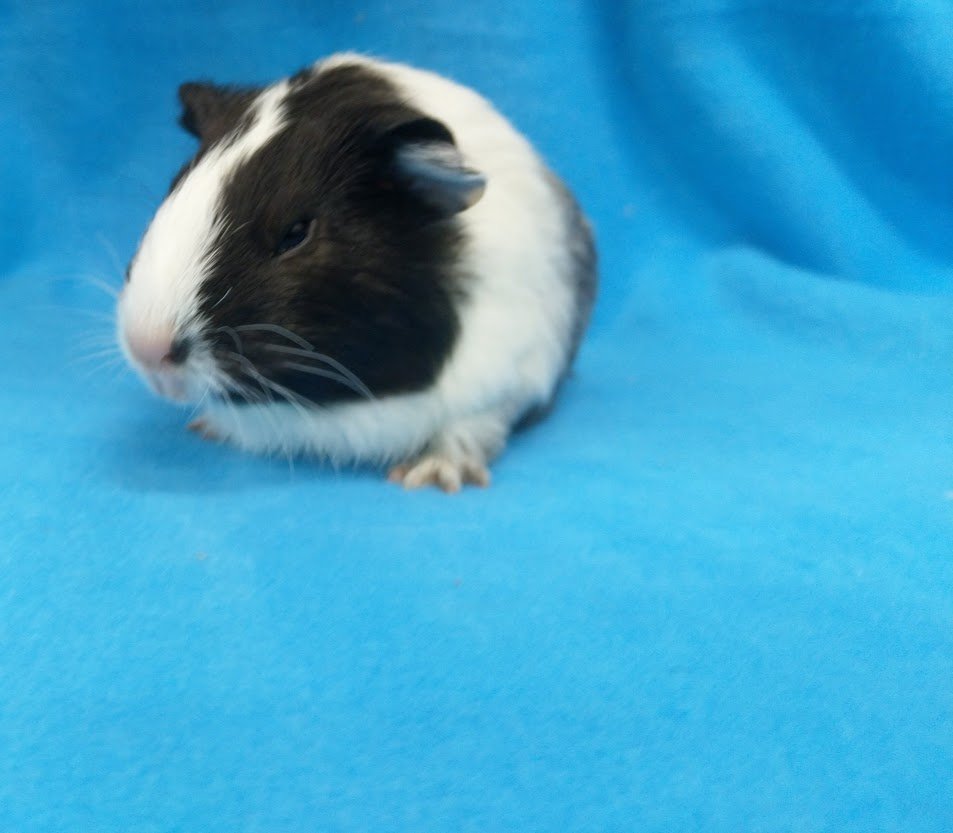 adoptable Guinea Pig in Baton Rouge, LA named Victor & Harvey
