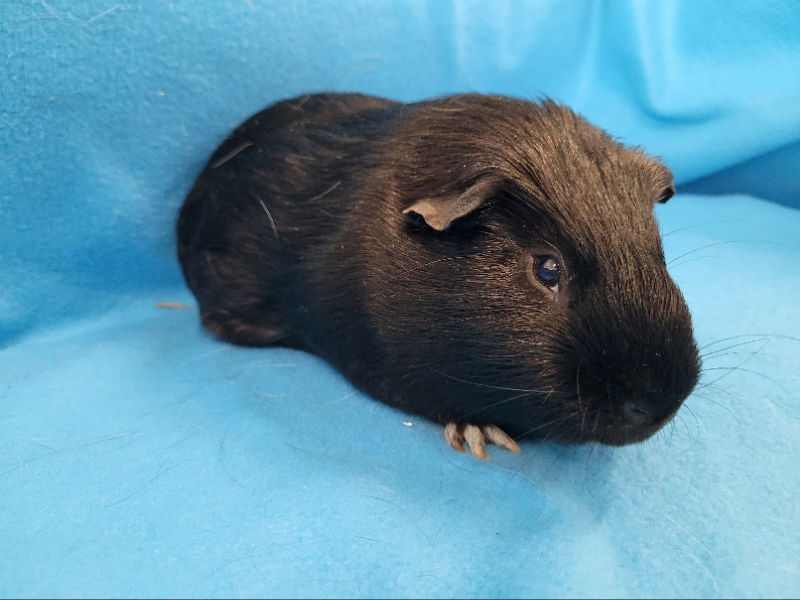 adoptable Guinea Pig in Baton Rouge, LA named Rocco