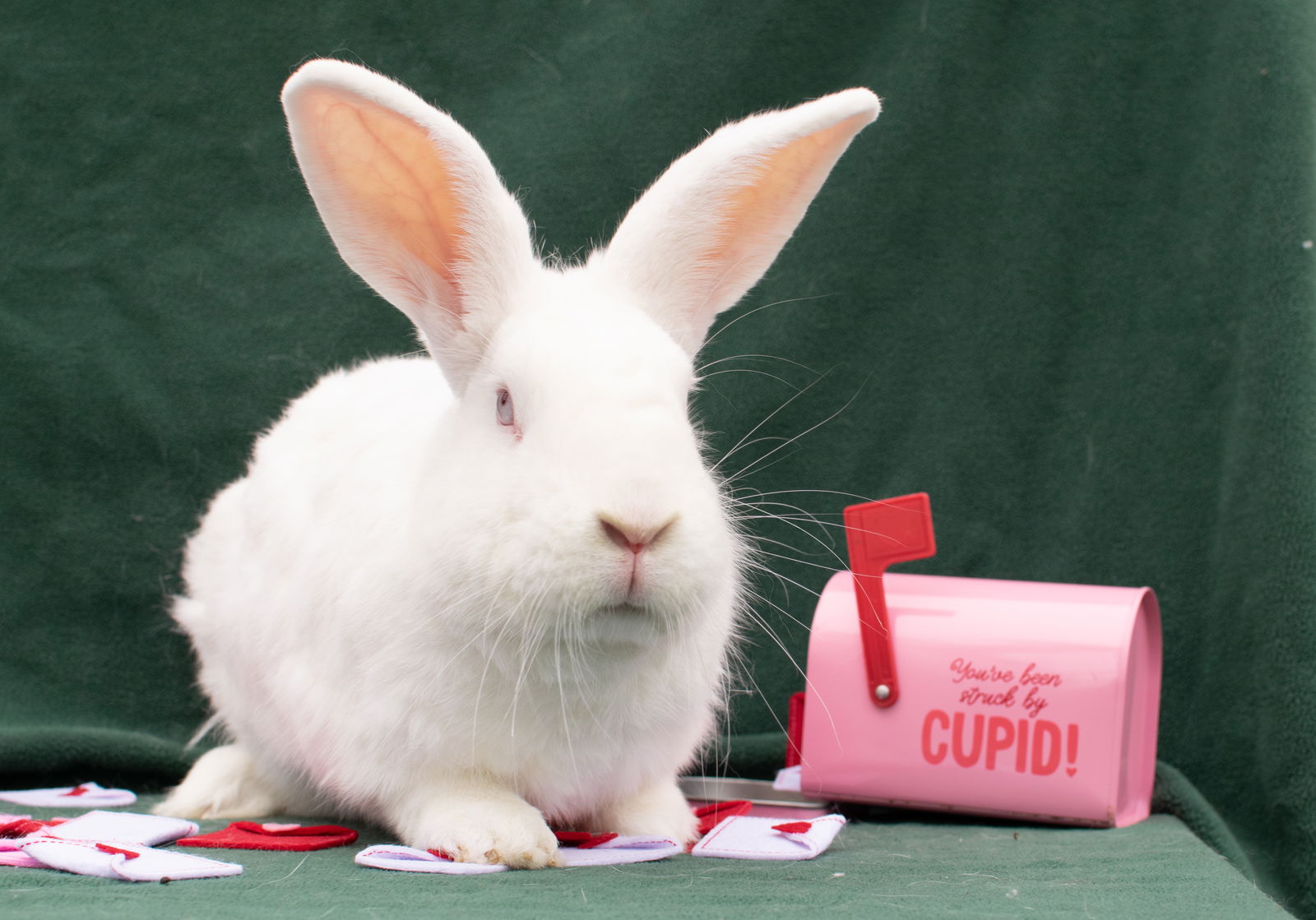 adoptable Rabbit in Baton Rouge, LA named Ninja