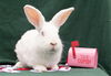 adoptable Rabbit in  named Ninja