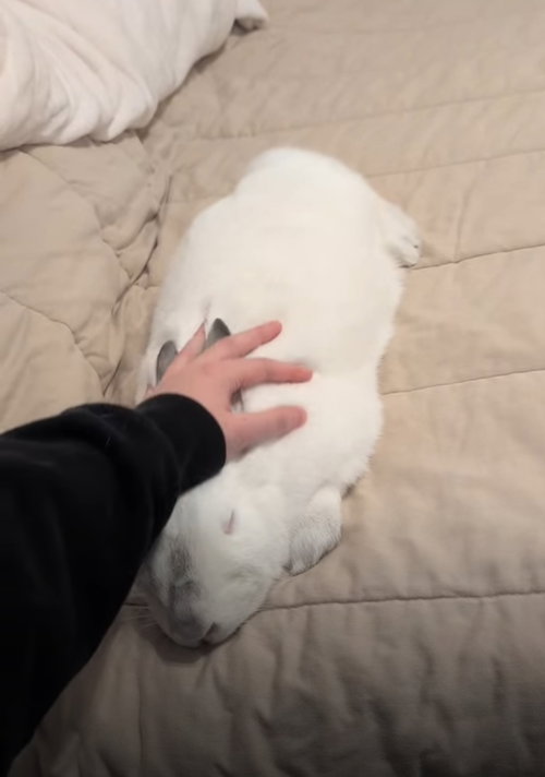 Rizzo #2, a rabbit for adoption from Magic Happens Rabbit Rescue