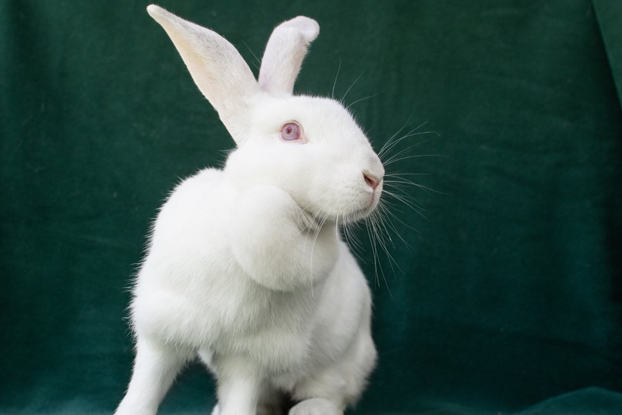 adoptable Rabbit in Baton Rouge, LA named Rizzo #2