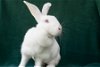 adoptable Rabbit in , LA named Rizzo #2