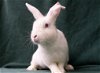 adoptable Rabbit in  named Koopa