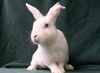 adoptable Rabbit in  named Koopa