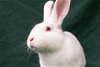 adoptable Rabbit in  named Goomba