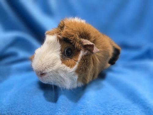 TROY & CLEO - Guinea Pig available for adoption