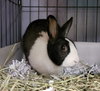 Maggie (#3) - Photo 3