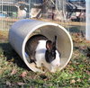 Maggie (#3) - Photo 4