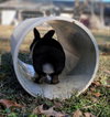 Maggie (#3) - Photo 5