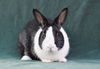 adoptable Rabbit in Baton Rouge, LA named Maggie (#3)