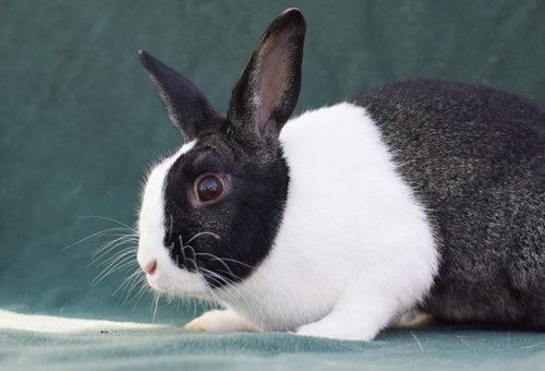 MAGGIE (#3) - Dutch available for adoption