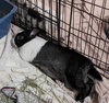 Maggie (#3) - Photo 8
