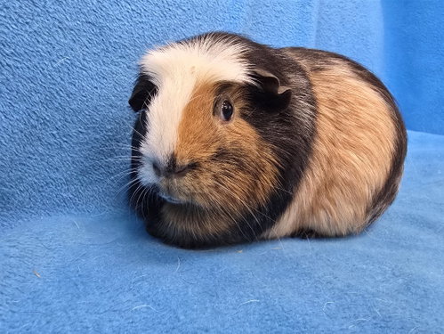 Gus Gus, Moo, Coco, a guinea pig for adoption from Magic Happens Rabbit Rescue