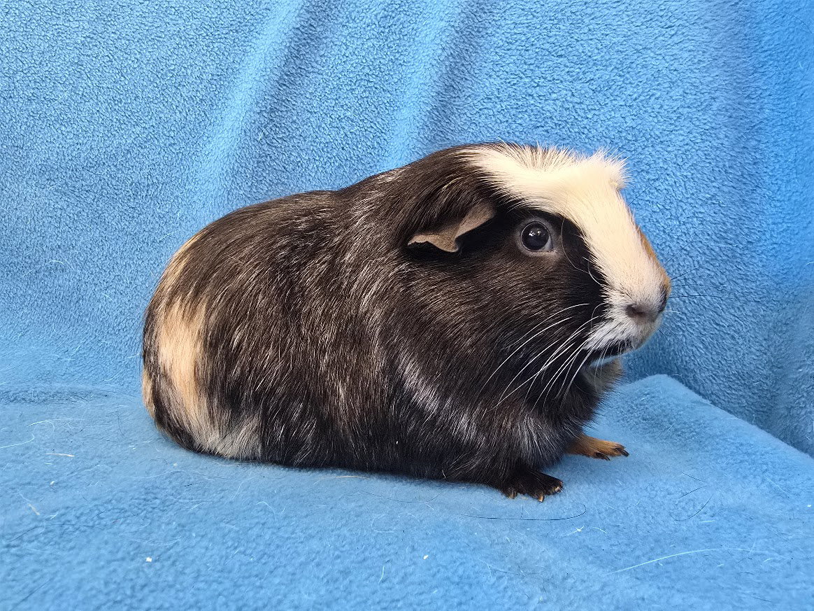 Gus Gus, Moo, Coco, photo 2