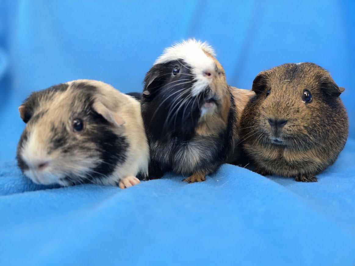 Gus Gus, Moo, Coco, photo 3