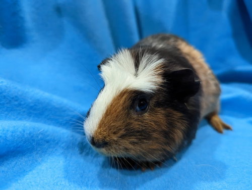 Photo 4 of Gus Gus, Moo, Coco