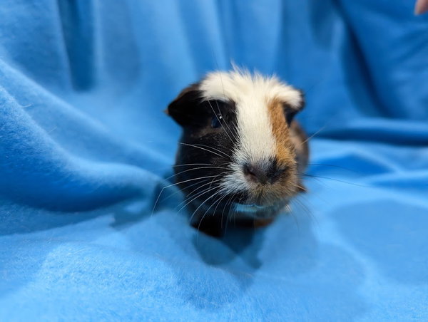 Gus Gus, Moo, Coco