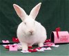 adoptable Rabbit in baton rouge, LA named Guppy