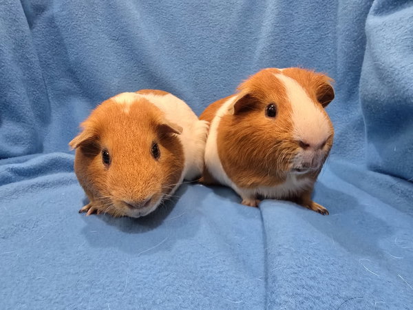 Tater & Tot