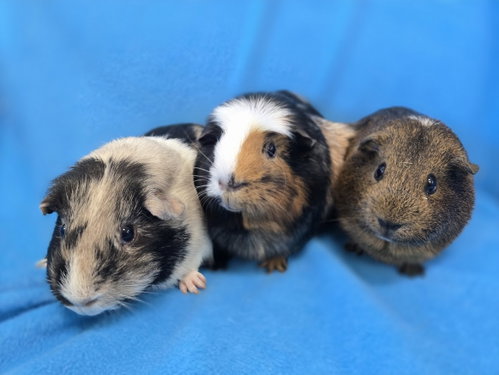 Photo 3 of Moo, Coco, Gus Gus