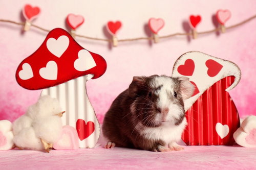 Photo 4 of Moo, Coco, Gus Gus