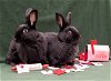 adoptable Rabbit in , LA named Tauriel & Idril