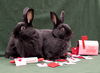 adoptable Rabbit in Baton Rouge, LA named Idril & Tauriel