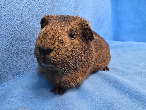 Coco, Moo, Gus Gus, a guinea pig for adoption from Magic Happens Rabbit Rescue