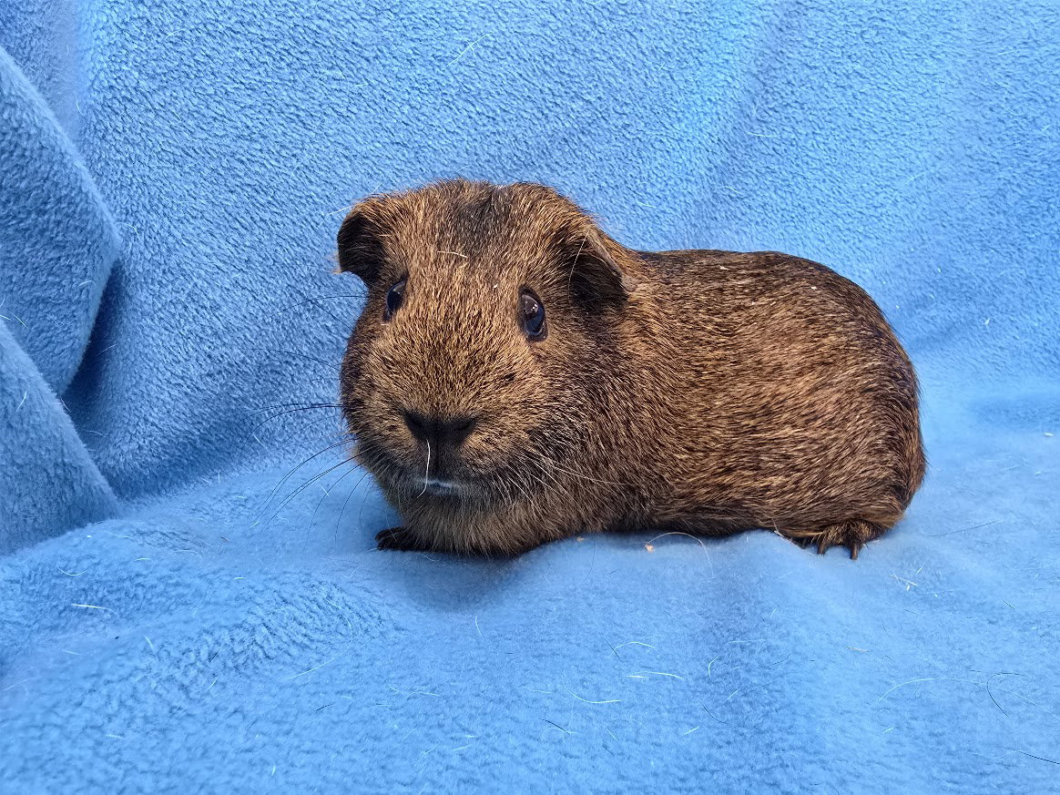 Coco, Moo, Gus Gus, photo 2