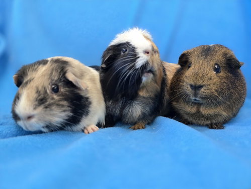 Photo 3 of Coco, Moo, Gus Gus
