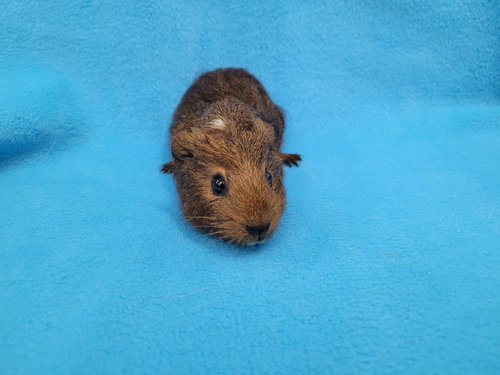 Photo 4 of Coco, Moo, Gus Gus