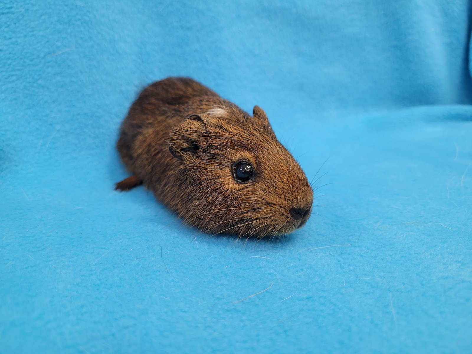Coco, Moo, Gus Gus, photo 5