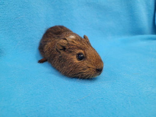 Photo 5 of Coco, Moo, Gus Gus
