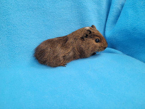 Photo 6 of Coco, Moo, Gus Gus