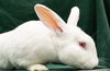 adoptable Rabbit in  named Monty Python (#2)