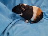 adoptable Guinea Pig in baton rouge, LA named Gus Gus & Annabelle