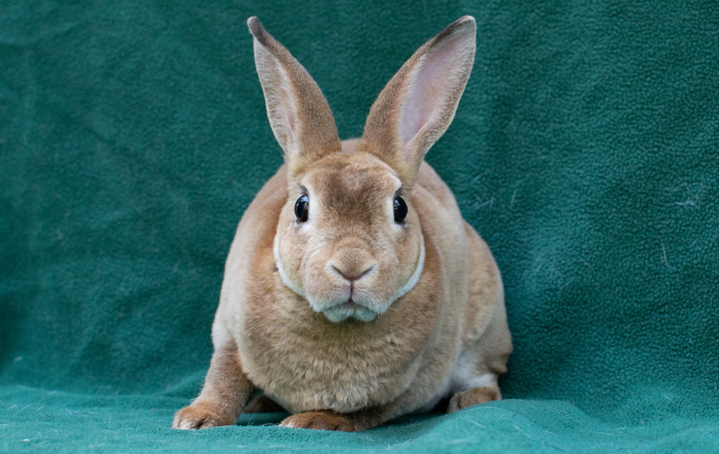 Rabbit adoption in Baton Rouge, LA 70816: Mini Rex (short coat) Rabbit ...
