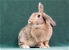 adoptable Rabbit in  named Cider