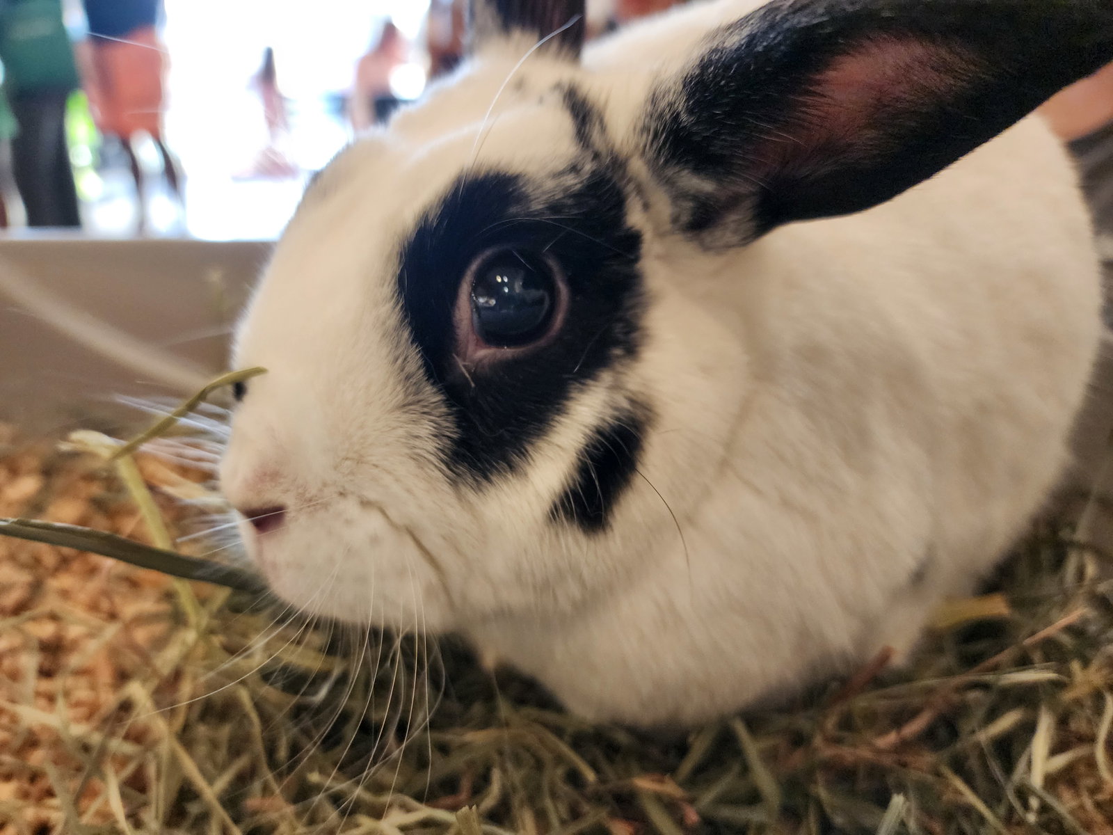 Wigglytuff, photo 4