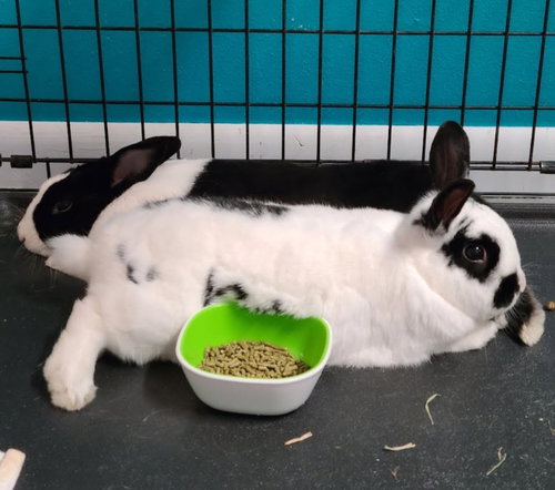 Wigglytuff, a rabbit for adoption from Magic Happens Rabbit Rescue