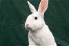 adoptable Rabbit in  named Jack Skellington