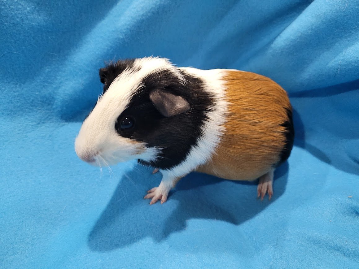adoptable Guinea Pig in Baton Rouge, LA named Desi (pending)
