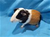 adoptable Guinea Pig in baton rouge, LA named Desi (pending)