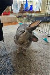 adoptable Rabbit in baton rouge, LA named Elvira (medical hold)