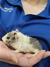 adoptable Guinea Pig in , LA named Wilbur (pending)