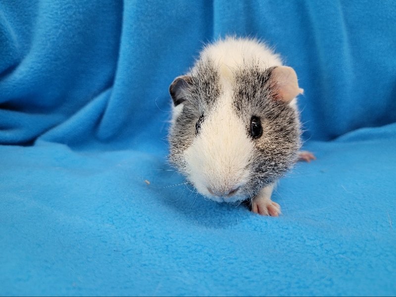 adoptable Guinea Pig in Baton Rouge, LA named Wilbur