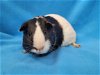adoptable Guinea Pig in baton rouge, LA named Annabelle & Gus Gus